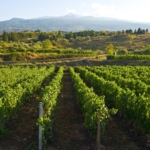 Cottanera vini Etna Sicilia