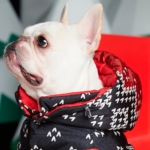Moncler Poldo Dog Couture 2019