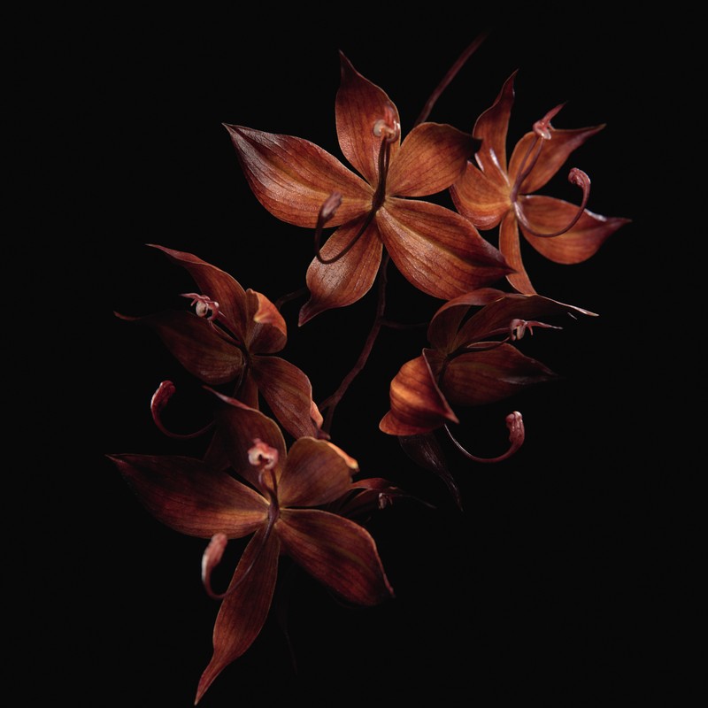 Guerlain Orchidee Imperiale Black Symbioserum